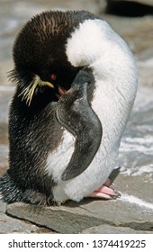 Erect Crested Penguin In Falkland Islands