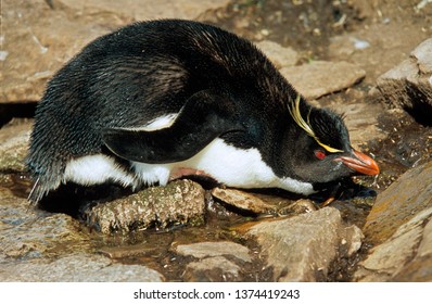 Erect Crested Penguin In Falkland Islands