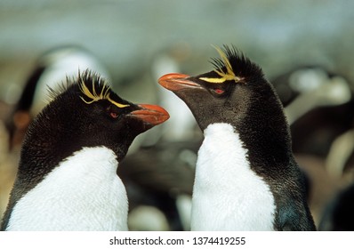 Erect Crested Penguin In Falkland Islands