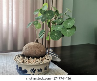 Stephania​ erecta on wooden​ table