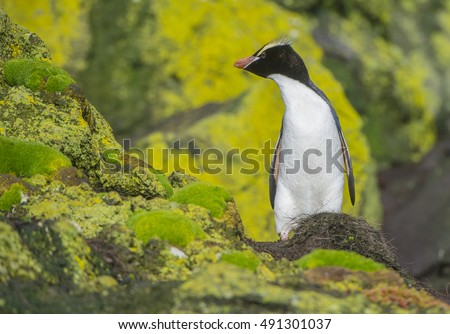 Erect-Crested Penguin:  Found only on Bounty Islands and the Antipodes Islands east of New Zealand, these beautiful penguins are the only ones with control of their crests, to raise and lower them.
