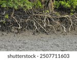 Erected Breathing Roots the Pneumatophores of mangroves trees at the World largest mangrove forest Sundarbans