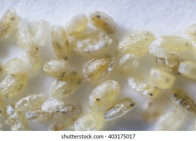 Eretmocerus Eremicus Stock Photo 403175017 | Shutterstock