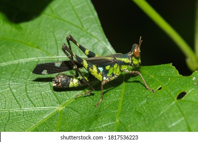 Erianthus Serratus / Monkey Grasshoppers On Leaf,Monkey Grasshoppers Are Short-haired Grasshoppers. A Strange And Rare Grasshopper Male Will Be Colorful. Personal Wife Is Brown.