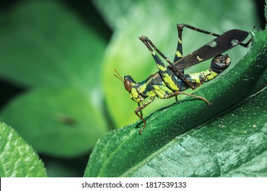 Erianthus Serratus / Monkey Grasshoppers On Leaf,Monkey Grasshoppers Are Short-haired Grasshoppers. A Strange And Rare Grasshopper Male Will Be Colorful. Personal Wife Is Brown.