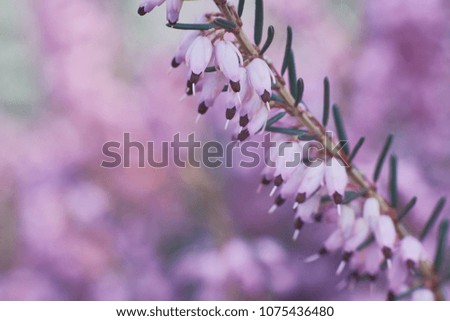 Similar – Spring flowers Environment