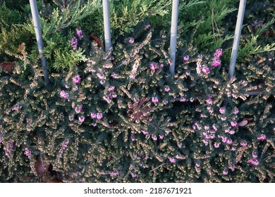 Erica carnea f. aureifolia blooms in the garden in November. Erica carnea, the winter heath, winter-flowering heather, spring- or alpine heath, is a species of flowering plant in the family Ericaceae.