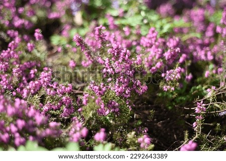 Erica carnea grows and blooms in the garden in spring