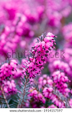 Erica carnea pink Flowers. Beautiful Winter heath, winter-flowering heather, spring alpine heath. Flowering Erica carnea Ornamental plant, closeup