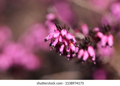 Erica carnea, the winter heath, winter-flowering heather, spring heath or alpine heath, is a species of flowering plant in the family Ericaceae, native to mountainous areas.