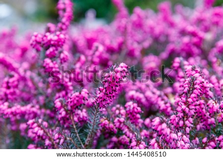 Erica carnea ( winter heath, winter-flowering heather, spring alpine heath ) pink Flowers. Flowering Erica carnea Ornamental plant, close up