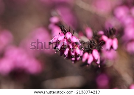 Erica carnea, the winter heath, winter-flowering heather, spring heath or alpine heath, is a species of flowering plant in the family Ericaceae, native to mountainous areas.