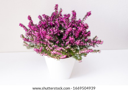  erica darleyensis. Beautiful blooming purple Erica darleyensis or heather in white ceramics on white table, selective focus
