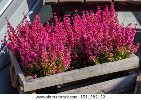 Erica graceful flowers in a wooden box. Garden decoration with blossom heather, pink bright little flowers on long branches.