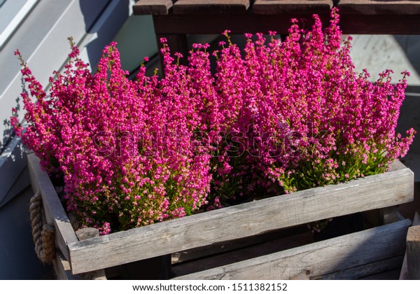 木箱にエリカの優美な花 長い枝にピンクの明るい小さな花と花びらを持つ庭の装飾 の写真素材 今すぐ編集