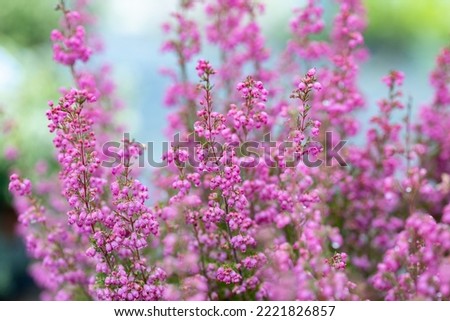 Erica gracilis flowers. This plant is also known as Cape heath, Heather family and Pink bell heather. The flowers bloom in autumn.