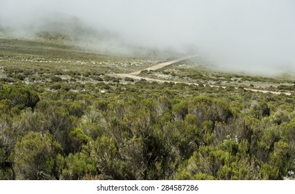 Erica Vegetation, Bale Mountains, Ethiopia