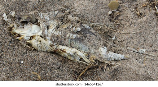 Erie, PA - June 15, 2018:  A Decaying Fish Lies In The Sand Off Lake Erie.