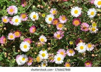 Erigeron Karvinskianus, Mexican Fleabane Daisies In Flower