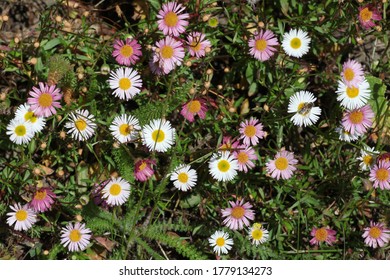 Erigeron Karvinskianus, Mexican Fleabane Daisies In Flower