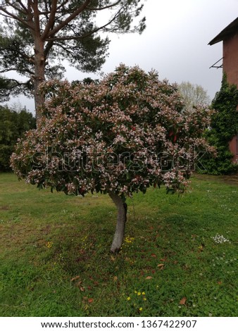 Eriobotrya 'Coppertone'  small tree