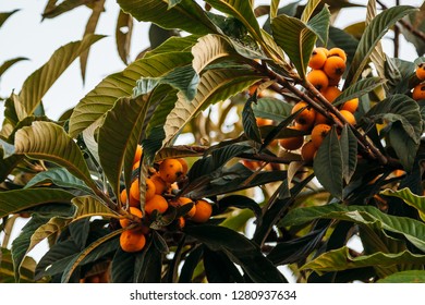 Eriobotrya Japanese, Medlar, Loquat, Sesac