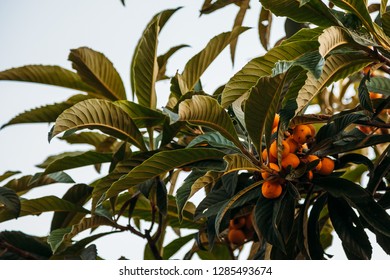 Eriobotrya Japanese, Medlar, Loquat, Sesac