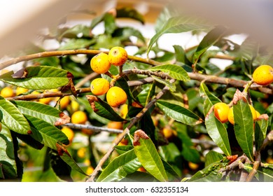 Eriobotrya Japanese, Or Medlar Or Loquat, Or Sesac (lat. Eriobotrya Japonica) With Ripe Fruits