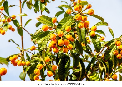 Eriobotrya Japanese, Or Medlar Or Loquat, Or Sesac (lat. Eriobotrya Japonica) With Ripe Fruits