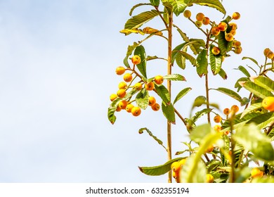 Eriobotrya Japanese, Or Medlar Or Loquat, Or Sesac (lat. Eriobotrya Japonica) With Ripe Fruits