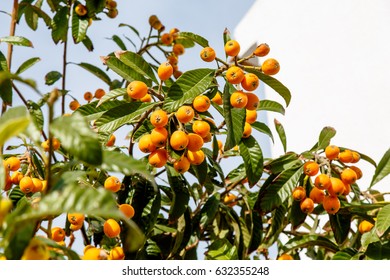 Eriobotrya Japanese, Or Medlar Or Loquat, Or Sesac (lat. Eriobotrya Japonica) With Ripe Fruits