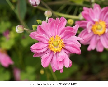 Eriocapitella hupehensis var. japonica | Pamina Japanese anemone or pamina windflower with semi-double carmine rose flowers on long stems - Shutterstock ID 2199461401