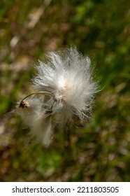 Eriophorum Or Cottongrass Head Close Up