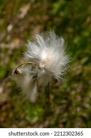 Eriophorum Or Cottongrass Head Close Up