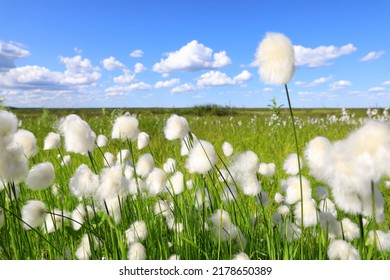 Eriophorum Scheuchzeri Hoppe. Cotton Grass In Summer In The Arctic Zone Of Siberia