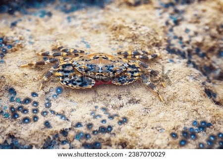 Eriphia gonagra crab - redfinger rubble crab
warty crab - Bahia, Brasil