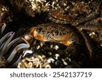 Eriphia verrucosa, sometimes called the warty crab or yellow crab, is a species of crab found in the Black Sea, Mediterranean Sea and eastern Atlantic Ocean