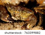 Eriphia verrucosa, sometimes called the warty crab or yellow crab