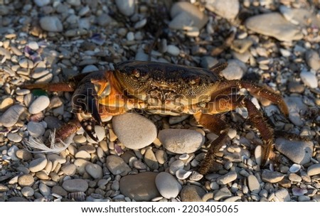 Eriphia verrucosa, sometimes called the warty crab or yellow crab. Black Sea.