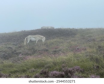 Eriskay ponies on the misty mountain - Powered by Shutterstock