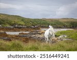 Eriskay pony on the isle of south Uist, Image shows a beautiful white, grey wild pony stallion in his natural environment