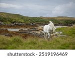 Eriskay pony on the isle of south Uist, Image shows a beautiful white, grey wild pony stallion in his natural environment