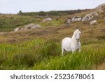 Eriskay pony on the isle of south Uist, Image shows a beautiful white, grey wild pony stallion in his natural environment