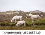 Eriskay Pony in the wild, Image shows a small herd of three wild Eriskay ponies in their natural environment on a wet windy summers day