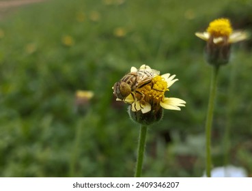 Eristalinus (hover flies) perched on a starfly flower, Tridax procumbens.