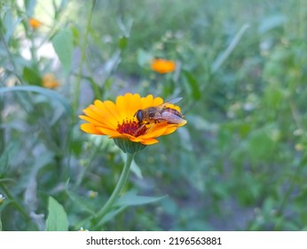 Eristalis Tenax, The Common Drone Fly On Calendula Officinalis, The Pot Marigold, Ruddles, Common Marigold Or Scotch Marigold. Desktop Background. Medical Herb Close Up 