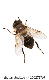 Eristalis Tenax Isolated On White Background Stock Photo 226272769 ...