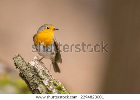 Rotkehlchen Umwelt Natur