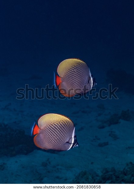 The\
Eritrean butterflyfish or crown butterflyfish (Chaetodon\
paucifasciatus) is a species of marine ray-finned fish, a\
butterflyfish belonging to the family\
Chaetodontidae