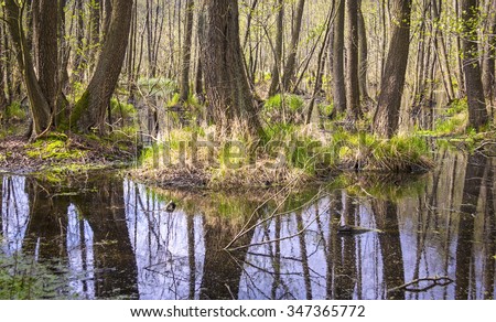 Erlenbruch, Carr. Swamp (or carr) in early springtime. A swamp is a wetland that is forested, covered by aquatic vegetation. Was seen in Brandenburg, Germany, in the Nature Park Nuthe-Nieplitz.